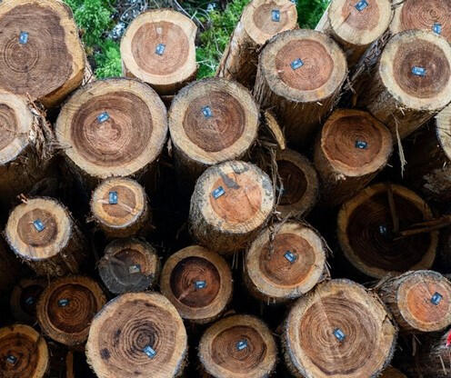 Logs